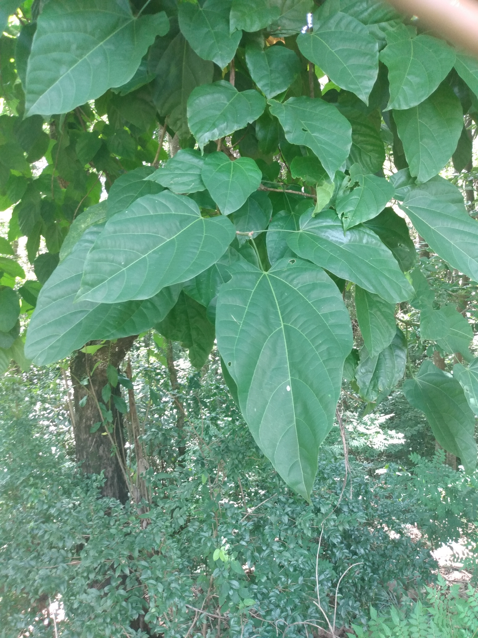 Imagem de Pau-rei