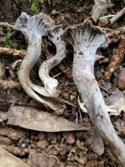 Craterellus atrocinereus