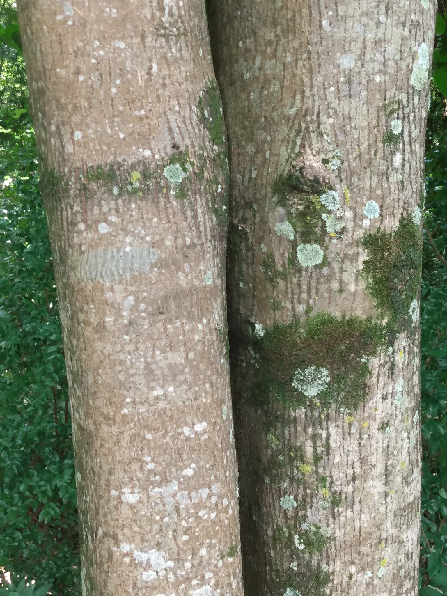 Imagem de Pau-rei