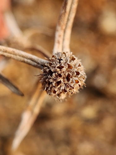 Spermacoce pusilla observed 2026-02-03
