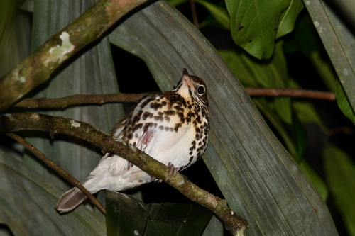 Wood Thrush (Hylocichla mustelina), photo 9