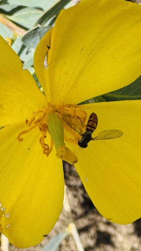 Unknown species found near Tom McGuinness Jr Cir, Fallbrook, CA, US