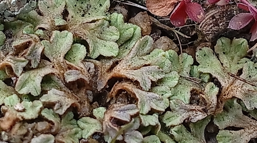Lizard Crystalwort (Riccia bifurca)
