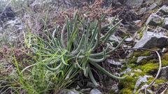 Dudleya densiflora