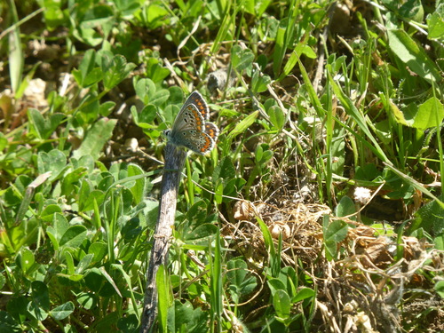 Southern Brown Argus, Sevilla, España, photo 4 of 10