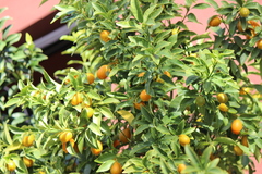 Citrus japonica