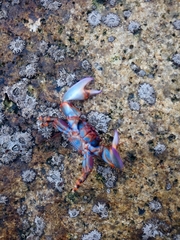 Petrolisthes violaceus