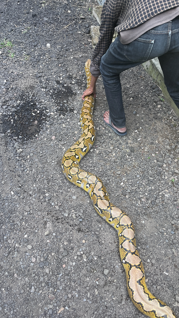 Reticulated Python from Jalan Raya Penelokan, Gianyar, Bali, ID on ...