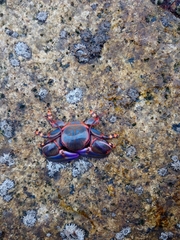 Petrolisthes violaceus