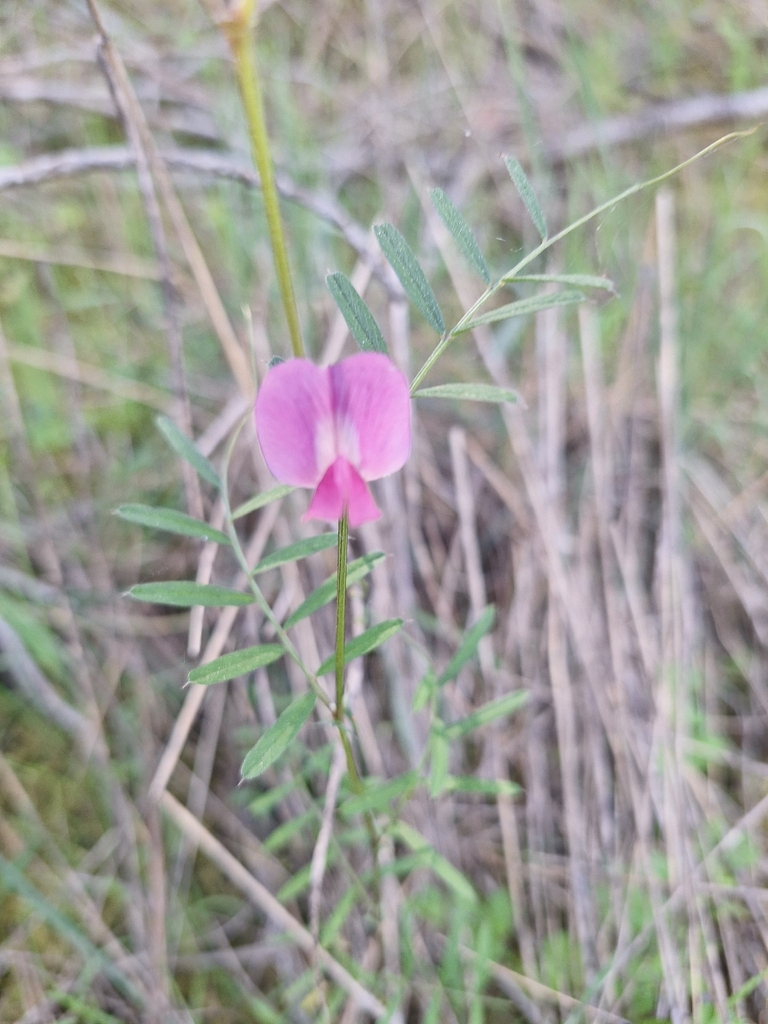 Common Vetch from Cool, CA 95614, USA on March 14, 2026 at 02:00 PM by ...