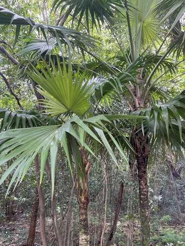 Florida Thatch Palm (Thrinax radiata)