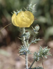 Argemone aenea