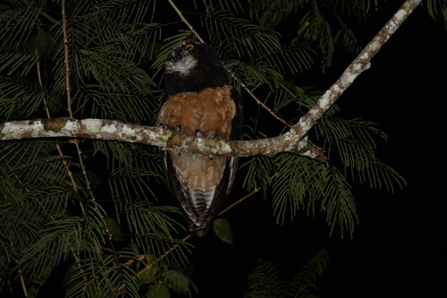 Spectacled Owl (Pulsatrix perspicillata), photo 3