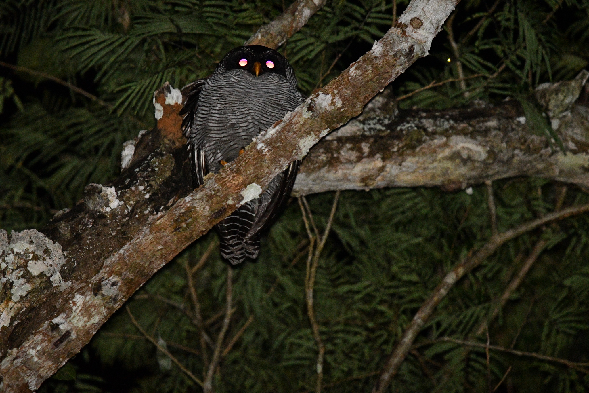 Black-and-white Owl (Strix nigrolineata), photo 4