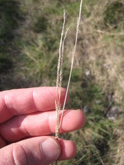 Eriochloa sericea