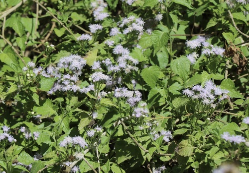 Tamaulipa azurea, photograph 3