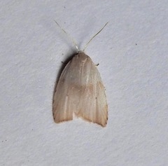 Coelostathma discopunctana