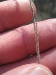 Eriochloa sericea
