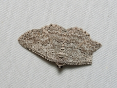 Psilosticha absorpta