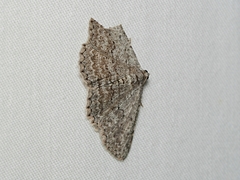 Psilosticha absorpta