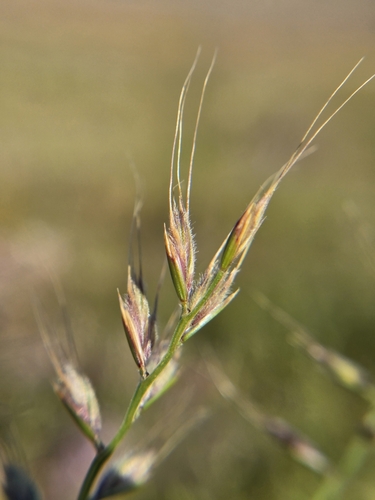 small fescue (Festuca microstachys)