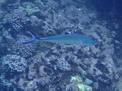 Scomberoides lysan