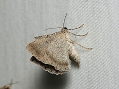 Psilosticha absorpta