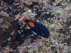Acanthurus achilles
