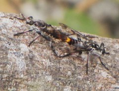 Andrenosomatini