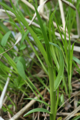 Poa remota