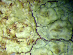 Pertusaria thiospoda