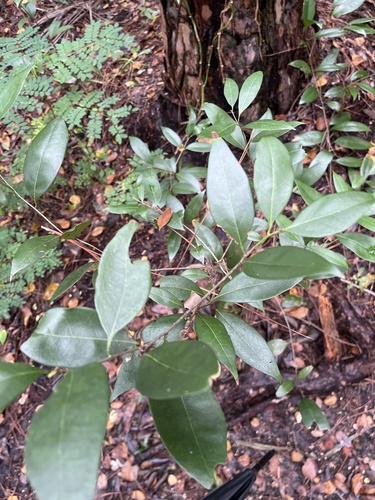 Lancewood (Damburneya coriacea)