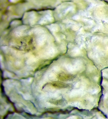 Pertusaria thiospoda