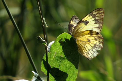 African Veined White