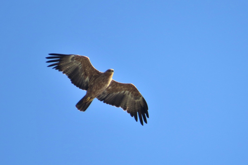 Tawny Eagle
