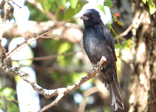 Fork-tailed Drongo