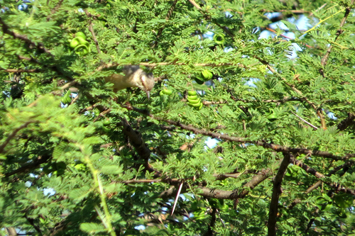 Long-billed Crombec