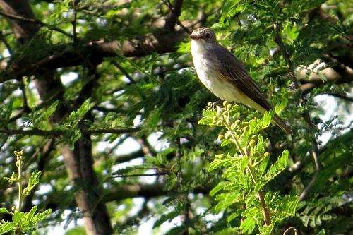 Spotted Flycatcher
