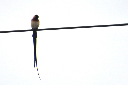Eastern Paradise-Whydah