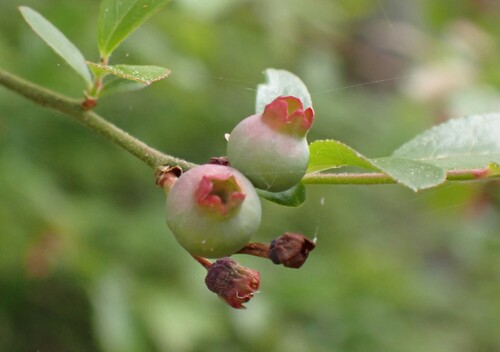 mayberry (Vaccinium elliottii)