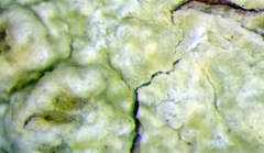 Pertusaria thiospoda