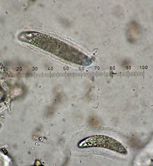 Pertusaria thiospoda