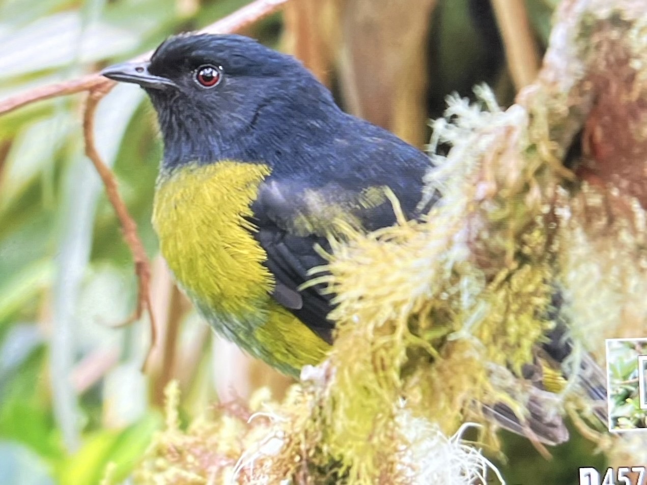 Black-and-yellow Phainoptila (Phainoptila melanoxantha), photo 3