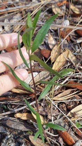 Coastalplain Palafox (Palafoxia integrifolia)