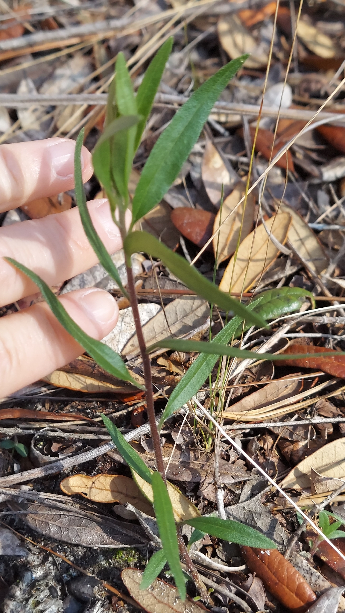 Coastalplain Palafox (Palafoxia integrifolia)
