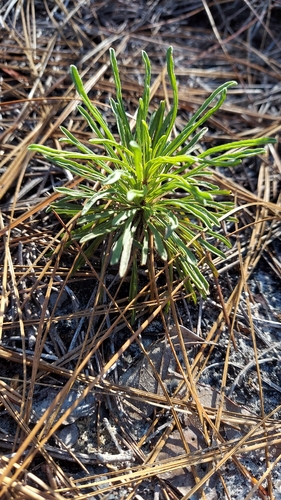 coastal plain honeycombhead (Balduina angustifolia)