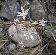 Allium haematochiton
