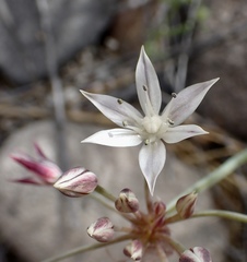 Allium haematochiton