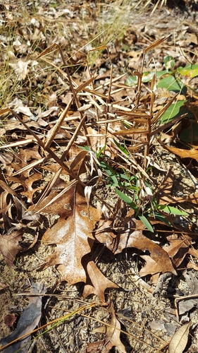 Bearded Skeletongrass (Gymnopogon ambiguus)