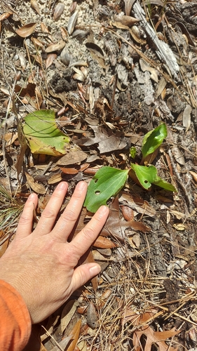 Florida Indian Plantain (Arnoglossum floridanum)